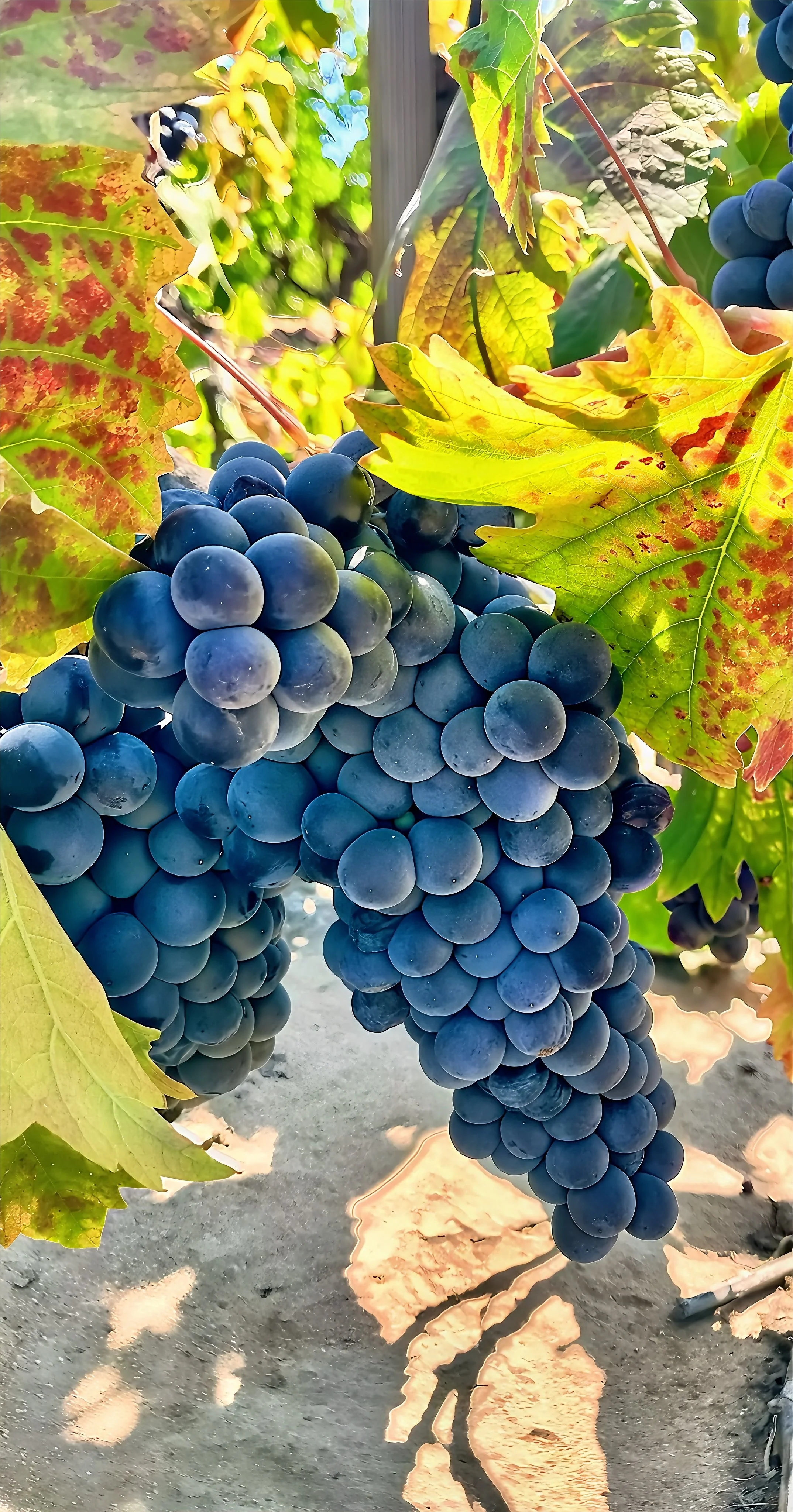 Buy 2025 Rutherford Petit Verdot Frozen Grape Must | Top 10 Napa